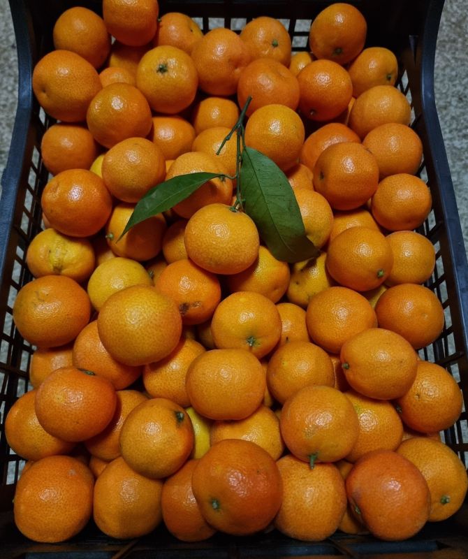 Klementin mandarin