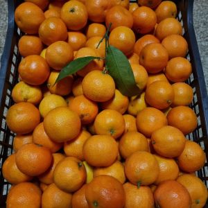 Klementin mandarin - 980 Ft